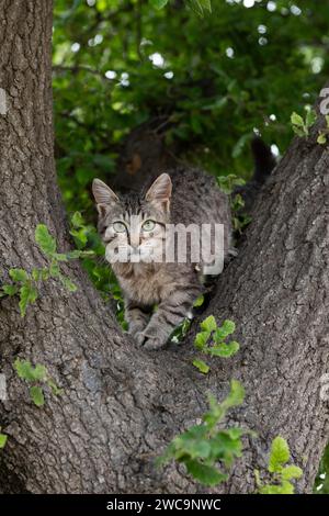 Un jeune chat sauvage gris et noir à rayures tigrées monte en sécurité sur une perche à la base d'un tronc d'arbre épais. Banque D'Images