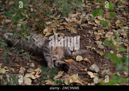 Un jeune chat sauvage gris et noir à rayures tigrées fait une sieste dans un lit de feuilles et de saleté. Banque D'Images