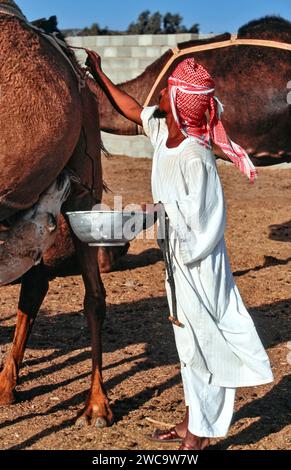 Élevage de chameaux en Arabie Saoudite préposé avec un bol de lait frais Banque D'Images