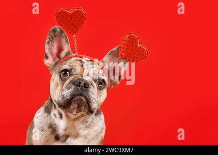 Merle chien Bulldog français portant le bandeau de Saint-Valentin avec des coeurs sur fond rouge avec espace copie Banque D'Images