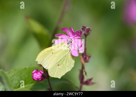 Papillon à pierres fines Gonepteryx rhamni, pollinisant une fleur de campion rouge dans une hérisson, mai Banque D'Images