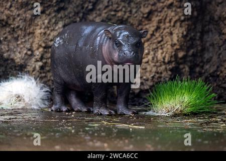 Dvur Kralove nad Labem, République tchèque. 15 janvier 2024. La libération d’un bébé d’hippopotame libérien rare dans l’exposition intérieure au parc safari Dvur Kralove à Dvur Kralove nad Labem, République tchèque, le 15 janvier 2024. (CTK photo/David Tanecek) crédit : CTK/Alamy Live News Banque D'Images