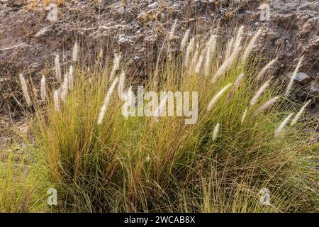Cenchrus setaceus, herbe de fontaine Banque D'Images