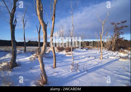 Des arbres fantômes dans le marais de Scarborough, Maine Banque D'Images