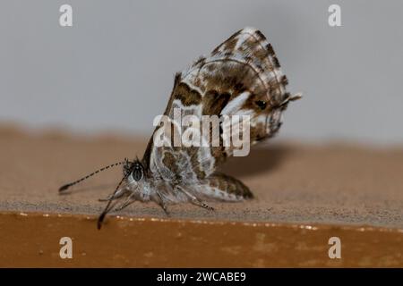 Géranium Cacyreus marshalli, Papillon en bronze Banque D'Images