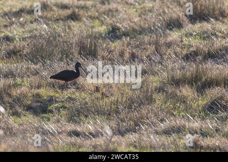 Un seul ibis brillant (plegadis falcinellus) traverse les prairies humides - Yorkshire, Royaume-Uni en janvier, hiver Banque D'Images