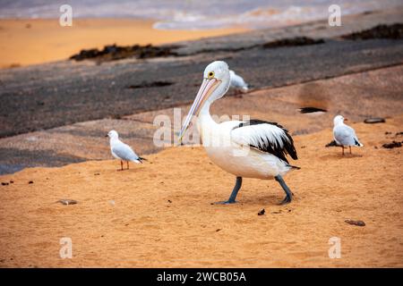 Pelican à Fisherman's Beach, long Reef, région des plages du Nord de Sydney, Australie. Australie plus grand oiseau volant. Banque D'Images