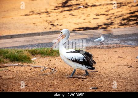 Pelican à Fisherman's Beach, long Reef, région des plages du Nord de Sydney, Australie. Australie plus grand oiseau volant. Banque D'Images