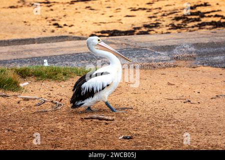 Pelican à Fisherman's Beach, long Reef, région des plages du Nord de Sydney, Australie. Australie plus grand oiseau volant. Banque D'Images