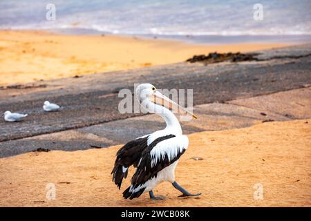 Pelican à Fisherman's Beach, long Reef, région des plages du Nord de Sydney, Australie. Australie plus grand oiseau volant. Banque D'Images