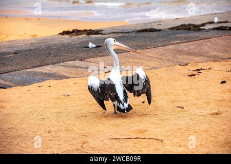 Pelican à Fisherman's Beach, long Reef, région des plages du Nord de Sydney, Australie. Australie plus grand oiseau volant. Banque D'Images