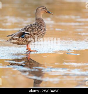 Canard colvert sur la glace à Southampton Common Banque D'Images