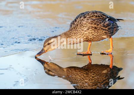 Canard colvert sur la glace à Southampton Common Banque D'Images