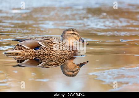 Canard colvert sur la glace à Southampton Common Banque D'Images