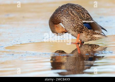 Canard colvert sur la glace à Southampton Common Banque D'Images