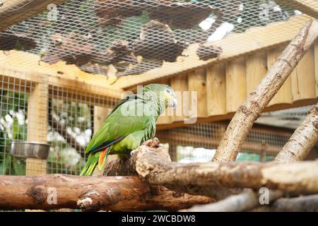 Animaux à Amazonia - Un endroit où nous regardons les animaux qui sont basés dans la forêt amazonienne, directement au M&D Theme Park à Strathclyde Park Banque D'Images