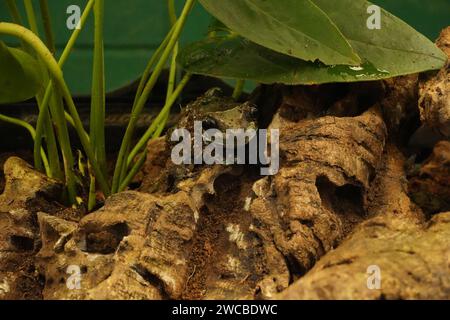 Animaux à Amazonia - Un endroit où nous regardons les animaux qui sont basés dans la forêt amazonienne, directement au M&D Theme Park à Strathclyde Park Banque D'Images