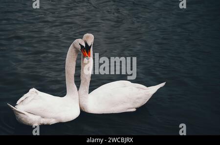 Les deux élégants cygnes blancs glissent gracieusement sur les eaux tranquilles d'un lac serein. Banque D'Images