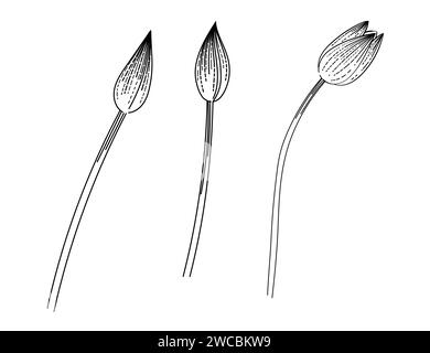 Ensemble de trois tulipes fleur dessin à la main pour dessin illustration vectorielle de livre isolé sur fond blanc Illustration de Vecteur
