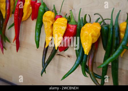 Des variétés de poivre aux couleurs vives sont vues accrochées en rangée sur un marché de producteurs. Banque D'Images