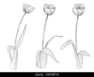 Ensemble de trois tulipes fleur dessin à la main pour dessin illustration vectorielle de livre isolé sur fond blanc Illustration de Vecteur