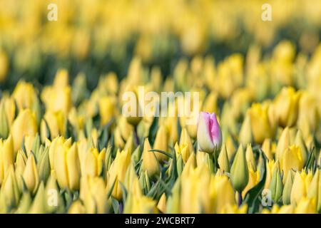 Une seule tulipe rose pousse dans un champ de tulipes jaunes en pleine floraison par une journée ensoleillée au printemps. Banque D'Images