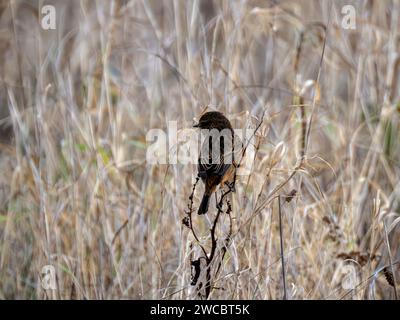 Femelle Stonechat perchée sur une brindille Banque D'Images