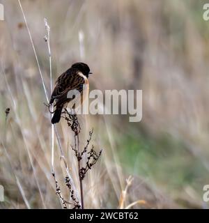 Mâle Stonechat perché sur une brindille Banque D'Images
