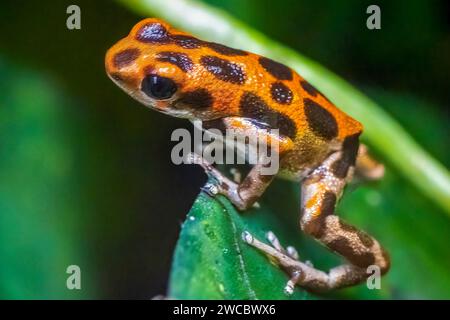 Grenouille-fléchette à la fraise Banque D'Images