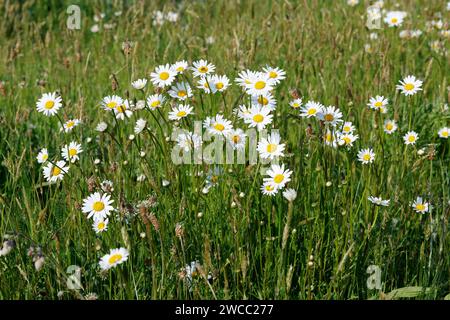 Margerite, Wiesen-Margerite, Wiesenmargerite, Magerwiesen-Margerite, Margeriten, Leucanthemum vulgare, Chrysanthemum leucanthemum, Leucanthemum ircuti Banque D'Images