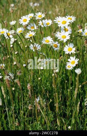 Margerite, Wiesen-Margerite, Wiesenmargerite, Magerwiesen-Margerite, Margeriten, Leucanthemum vulgare, Chrysanthemum leucanthemum, Leucanthemum ircuti Banque D'Images