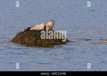 Seehund, See-Hund, Seehunde, Phoca vitulina, phoque commun, phoque, phoque commun, phoque commun, phoque, phoque veau marin Banque D'Images