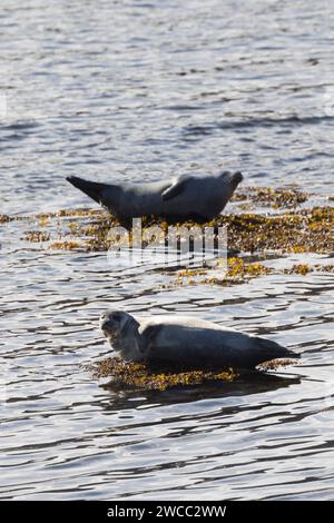 Seehund, See-Hund, Seehunde, Phoca vitulina, phoque commun, phoque, phoque commun, phoque commun, phoque, phoque veau marin Banque D'Images