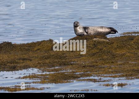 Seehund, See-Hund, Seehunde, Phoca vitulina, phoque commun, phoque, phoque commun, phoque commun, phoque, phoque veau marin Banque D'Images