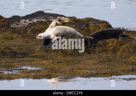 Seehund, See-Hund, Seehunde, Phoca vitulina, phoque commun, phoque, phoque commun, phoque commun, phoque, phoque veau marin Banque D'Images