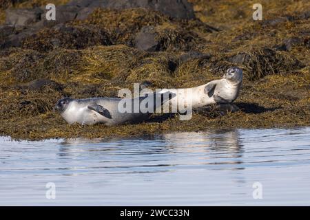 Seehund, See-Hund, Seehunde, Phoca vitulina, phoque commun, phoque, phoque commun, phoque commun, phoque, phoque veau marin Banque D'Images