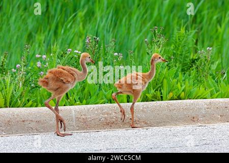 Les plumes moelleuses orange de deux poupées de grue de sable se distinguent par contraste avec les herbes d'un marais. Les poulains traversent rapidement la route pour se cacher dans le Banque D'Images