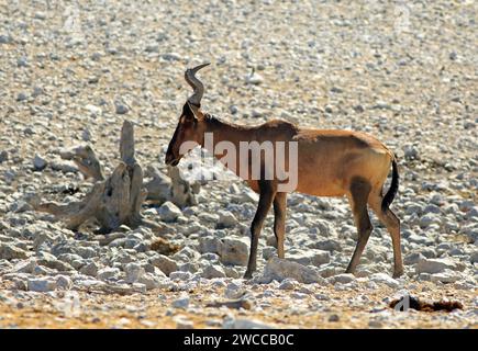 Red Hartebeest - cet animala un fil autour de son cou. Cela a probablement été causé par l'échappement d'un piège, il ne semble pas couper en t Banque D'Images