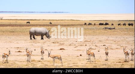 Whito rhinocéros avec springbok et troupeau d'autruches sur le bord du vaste Etosha Pan. La casserole s'étend sur des kilomètres et est un énorme espace de rien bu Banque D'Images