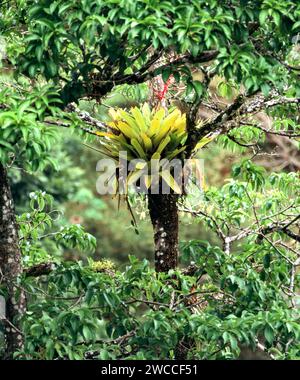 Plante épiphyte avec une fleur rouge poussant au centre d'un arbre dans Tobago West Indies Banque D'Images