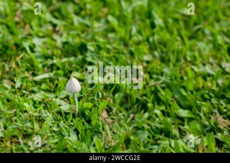 Un champignon délicat apparaît au milieu d'un champ d'herbe verte dense, soulignant la beauté de la flore naturelle à la lumière du jour Banque D'Images