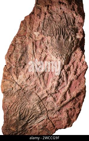 Grande dalle de calcaire teinté de fer contenant des restes complets fossilisés de calices crinoïdes et de tiges de dépôts paléozoïques trouvés au Maroc Banque D'Images