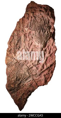 Grande dalle de calcaire teinté de fer contenant des restes complets fossilisés de calices crinoïdes et de tiges de dépôts paléozoïques trouvés au Maroc Banque D'Images