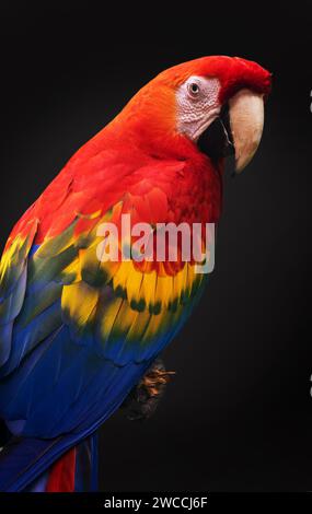 Portrait rapproché d'un perroquet d'acajou écarlate (ara macao) sur fond noir Banque D'Images