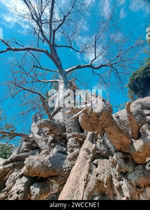 vue à faible angle sur un grand arbre Banque D'Images