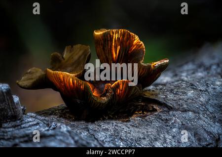 Un champignon brillant sur un arbre mort Banque D'Images