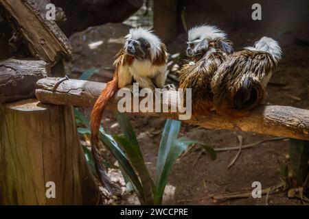 Trois Tamarins Top en coton assis sur une branche (avant et arrière) Banque D'Images