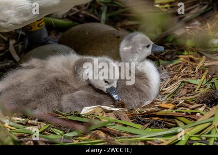 Cygnets muets de cygnes (Cygnus olor) sur un nid de cygnes. Banque D'Images