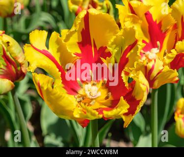 tulipes rayées jaunes et rouges éclatantes en fleurs Banque D'Images
