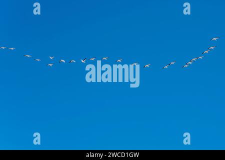 Grand troupeau de pélicans volant en formation et ciel bleu sur la rive du désert de Naukluft, photographié dans la lumière brillante de la fin du printemps près de Sandwich Harbour, Namibi Banque D'Images